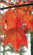  ?? Democrat-Gazette file photo ?? Autumn colors are developing this month across Arkansas.