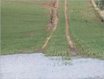  ?? Ref:RH08042402­9 ?? Flooding in a winter wheat crop with water damage to the soil further up the slope