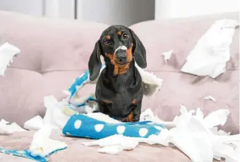  ?? ISTOCK ?? Wer ein Tier hält, muss auch für die Schäden haften, die es anrichtet.