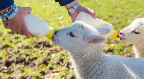 ?? ?? Watch the newborn lambs being bottle-fed by their handlers at several of Kent’s attraction­s this springtime