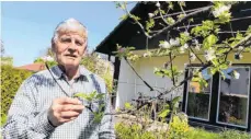  ?? FOTO: FRANK CZILWA ?? Günter Trinkner mit einem blühenden Apfelbaum in seinem Garten: Noch kann man kräftig zurückschn­eiden, um besonders kraftvolle Früchte zu ernten.