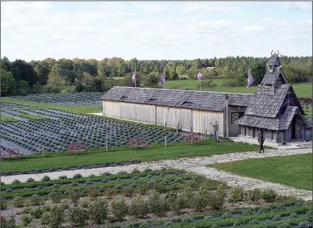  ?? Chicago Tribune/TNS/KURT CHANDLER ?? Lavender buds are harvested in early summer at Island Lavender on Washington Island.