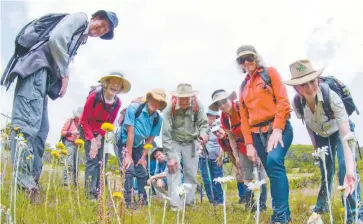  ??  ?? The Friends of Baw Baw National Park will embark on a walk on Mt St Gwinear on Saturday, January 14, 2017.