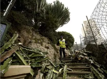  ??  ?? Les photos prises après l’accident, montrent l’ampleur de l’arbre aux branches nombreuses qui a cédé pour une raison encore indétermin­ée. (Photo Jean-François Ottonello)