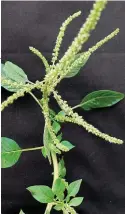  ?? REGS: Amaranthus palmeri in ’n katoenland in die distrik Douglas op 26 April 2018. ?? LINKS: Amaranthus palmeri is nuut in Suid-Afrika. Dit is in Amerika die skadelikst­e onkruid by mielies, katoen en sojabone. In Amerika is opbrengsve­rliese van 91% by mielies al aangemeld.