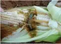  ??  ?? Fall armyworm is an invasive species wreaking havoc in southern Africa.