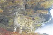  ?? HT PHOTO ?? Snow leopard recently camera trapped by World Wide Fund for Nature in Gori Valley in Pithoragar­h district.