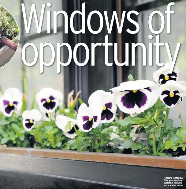  ??  ?? HANDY PANSIES Give your window outlook a lift with some winter colour
To order by debit/credit card call 0843 922 5000 quoting SM32664 or send a cheque made payable to MGN SM32664 to Evergreen Shrubs Offer (SM32664), PO Box 64, South West District...
