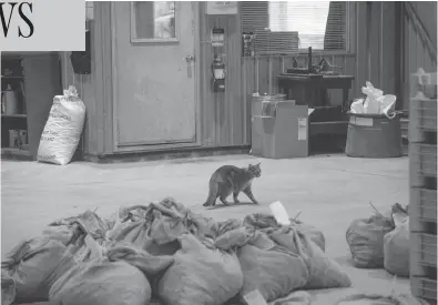  ?? TYLER ANDERSON / NATIONAL POST ?? Sammy, a cat that hunts rodents at the Ontario Tree Seed plant in Angus, Ont., will be out of work soon.