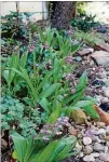  ?? DIANA C. KIRBY FOR AMERICAN-STATESMAN ?? With its striking upright leaves and pretty light pink blooms, ground orchids, Bletilla striatia, add colorful spring blooms to a shady bed.