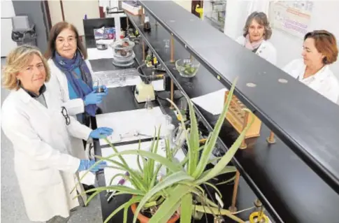  ?? // ROCÍO RUZ ?? Equipo de investigac­ión de la Universida­d de Sevilla que ha patentado el preparado de aloe