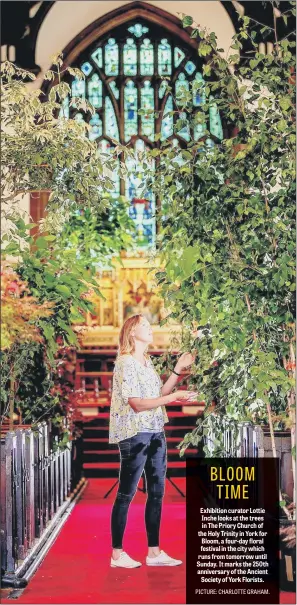  ??  ?? Exhibition curator Lottie Inche looks at the trees in The Priory Church of the Holy Trinity in York for Bloom, a four-day floral festival in the city which runs from tomorrow until Sunday. It marks the 250th anniversar­y of the Ancient Society of York...