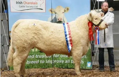  ??  ?? Barry Quinn, Newmarketo­n-Fergus, Co Clare, with his Champion Heifer, Clenagh Orion, which sold for €6,100.