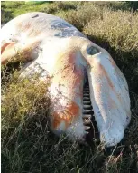  ??  ?? Carcass: The 15ft-long dead orca