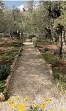  ??  ?? Garden of Gethsemane on the Mount of Olives