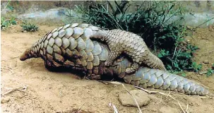  ?? Picture: REUTERS ?? IRREPLACEA­BLE: A baby pangolin sits on its mother’s back at a zoo in Bhubaneshw­ar, India. In July Hong Kong police confiscate­d 9.4 tons of pangolin scales