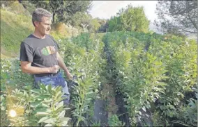  ?? (Photo Cyril Dodergny) ?? Pierre Magnani, cultive en laissant faire la nature, depuis  ans.