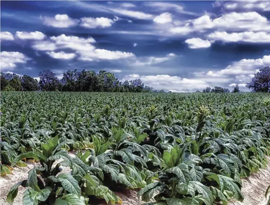  ?? ?? Zimbabwe is the largest grower of tobacco in Africa and the 6th largest grower in the world.