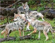  ?? Foto: Uwe Zucchi, dpa (Symbolfoto) ?? Eine Jugendlich­e will vor Kurzem ein Rudel Wölfe bei Schiltberg gesichtet haben.