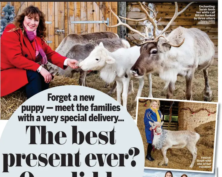  ?? Pictures: MURRAY SANDERS/BEN LISTER ?? Enchanting: Sarah feeds her white calf Blitzen flanked by three others
Festive: Steph with one of her reindeer