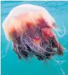  ??  ?? HUGE Lions mane jellyfish