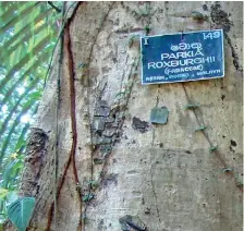  ??  ?? Tree in a public park with the name board nailed to the tree