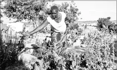  ??  ?? Chenyika resorts to taking herbs as an alternativ­e to prescribed medication after the Nifedipine she formerly used to control her blood pressure with ran out.