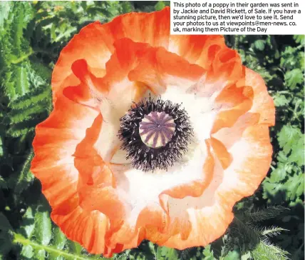  ??  ?? This photo of a poppy in their garden was sent in by Jackie and David Rickett, of Sale. If you have a stunning picture, then we’d love to see it. Send your photos to us at viewpoints@men-news. co. uk, marking them Picture of the Day