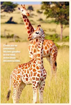  ??  ?? There are an estimated 98,000 giraffes in the wild, down from 160,000 in 1985.