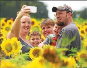  ?? PHOTOS BY PETE BANNAN — DIGITAL FIRST MEDIA ?? The Hohl family of Exeter Township take a family photo at the field of sunflowers next to the Please Wash Me Carwash in Elverson. “It’s our Christmas photo,” Heather Hohl said.