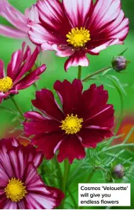  ??  ?? Cosmos ‘Velouette’ will give you endless flowers