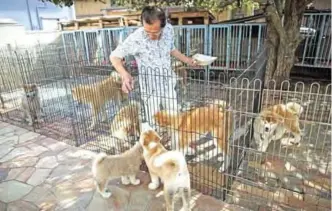  ?? — AFP photos ?? Japanese Akita dog breeder Osamu Yamaguchi cleans kennels at his center in Takasaki, Gunma prefecture.