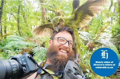  ?? Picture / DoC ?? Sirocco gets reacquaint­ed with DoC ranger Jake Osborne on his predator-free island off Fiordland.