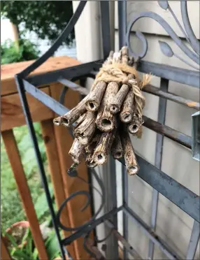  ?? (Jennifer Hopwood/Xerces Society/via The Washington Post) ?? In her Nebraska garden, conservati­on specialist Jennifer Hopwood uses old stems of ironweed for her bee nest bundles.