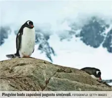  ?? FOTOGRAFIJ­I: GETTY IMAGES ?? Pingvine bodo zaposleni pogosto srečevali.