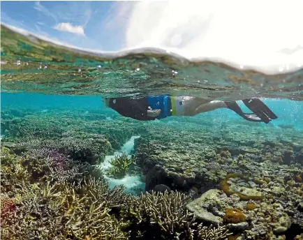  ?? REUTERS ?? The Great Barrier Reef attracts tourists from around the world, but coral bleaching has caused almost a quarter of its corals to die off. Scientists hope large parts will recover, however, with research showing that some corals may be able to adapt.