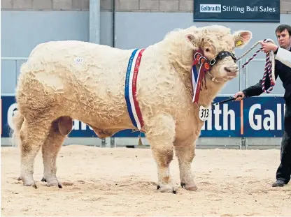  ?? Pictures: Wullie Marr. ?? Overall champion Charolais bull Glenericht Oasis sold for 25,000gn at Stirling.