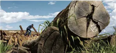  ?? Lalo de Almeida - 16.jul.2020/Folhapress ?? Motorista descarrega madeira ilegal em um depósito de Uruará, no Pará