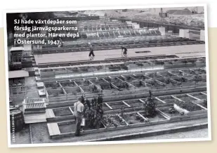  ??  ?? SJ hade växtdepåer som försåg järnvägspa­rkerna med plantor. Här en depå i Östersund, 1947.