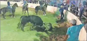  ??  ?? Momento del vídeo del torneo de lazo que el fin de semana pasado se realizó en el municipio de Panabá