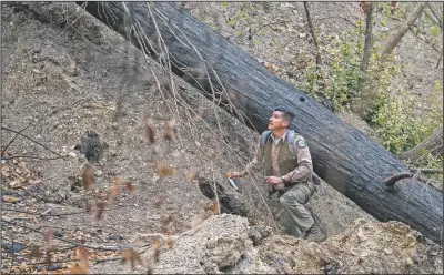  ??  ?? Juan Villarino, California State Parks ranger, hikes along a damaged trail at Big Basin Redwoods State Park. The park, which was scorched last summer after lightning sparked about 650 fires in Northern California, is recovering.