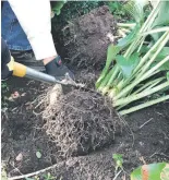  ??  ?? Use a sharp, flat-bladed dividing knife to divide hostas and other perennials with fleshy roots.