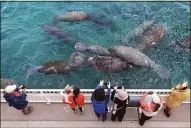  ?? Joe Cavaretta / Associated Press file photo ?? Cool temperatur­es brought dozens of manatees to the Florida Power and Light Manatee Lagoon in Riviera Beach, Fla., last January.