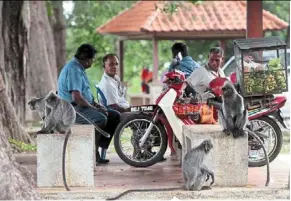  ??  ?? The silver langurs on Bukit Malawati are one the main attraction­s in Kuala selangor where they are comfortabl­e enough with humans to wander into close proximity. However, this increases the chances of human-animal conflict arising.