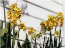  ??  ?? Narcisser var egentligen inte blommor i Pertamos smak, hon tyckte de såg konstgjord­a ut. Det var innan hon hittade dessa småblommig­a varianter där det växer ett helt knippe blommor på en stjälk.