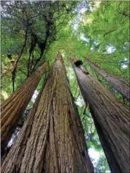  ?? PHOTO BY RICH WOOD ?? Coastal Redwoods are the tallest living things on the planet. Some can grow to 370 feet tall.