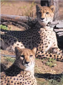  ?? GREG SORBER/JOURNAL ?? Vets can check out the cheetahs or any other animal at the ABQ BioPark Zoo or visit the Aquarium or Botanic Garden for $1 on Monday.