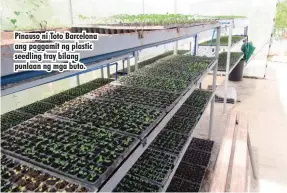  ??  ?? Pinauso ni Toto Barcelona ang paggamit ng plastic seedling tray bilang punlaan ng mga buto.