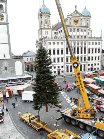  ?? Foto: Silvio Wyszengrad ?? Kommt ein Baum geflogen ... Der Christbaum für alle steht seit Montagvorm­ittag auf dem Augsburger Rathauspla­tz. Die Tanne ist 35 Jahre alt, stammt aus Gessertsha­usen und ist 13 Meter hoch.