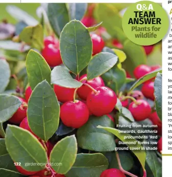  ?? ?? Fruiting from autumn onwards, Gaultheria procumbens ‘Red Diamond’ forms low ground cover in shade